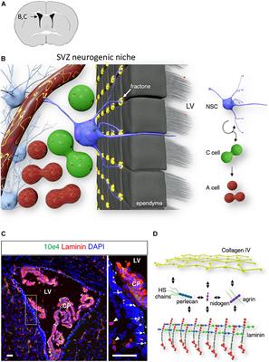 Optimal Extracellular Matrix Niches for Neurogenesis: Identifying Glycosaminoglycan Chain Composition in the Subventricular Neurogenic Zone